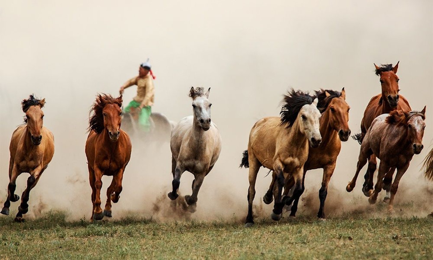 jalsa-horses.jpeg